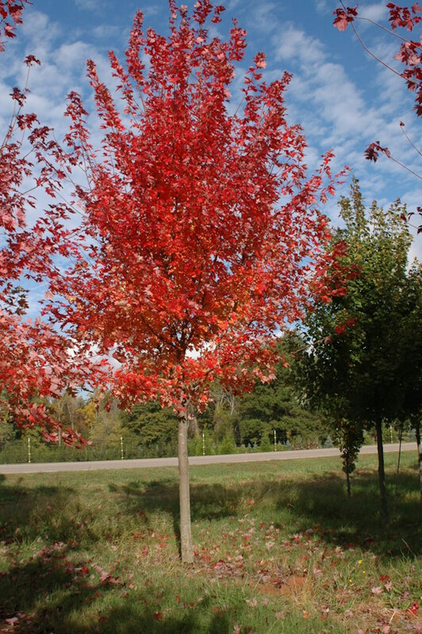 Autumn Blaze® Shade Trees | McMakin Farms