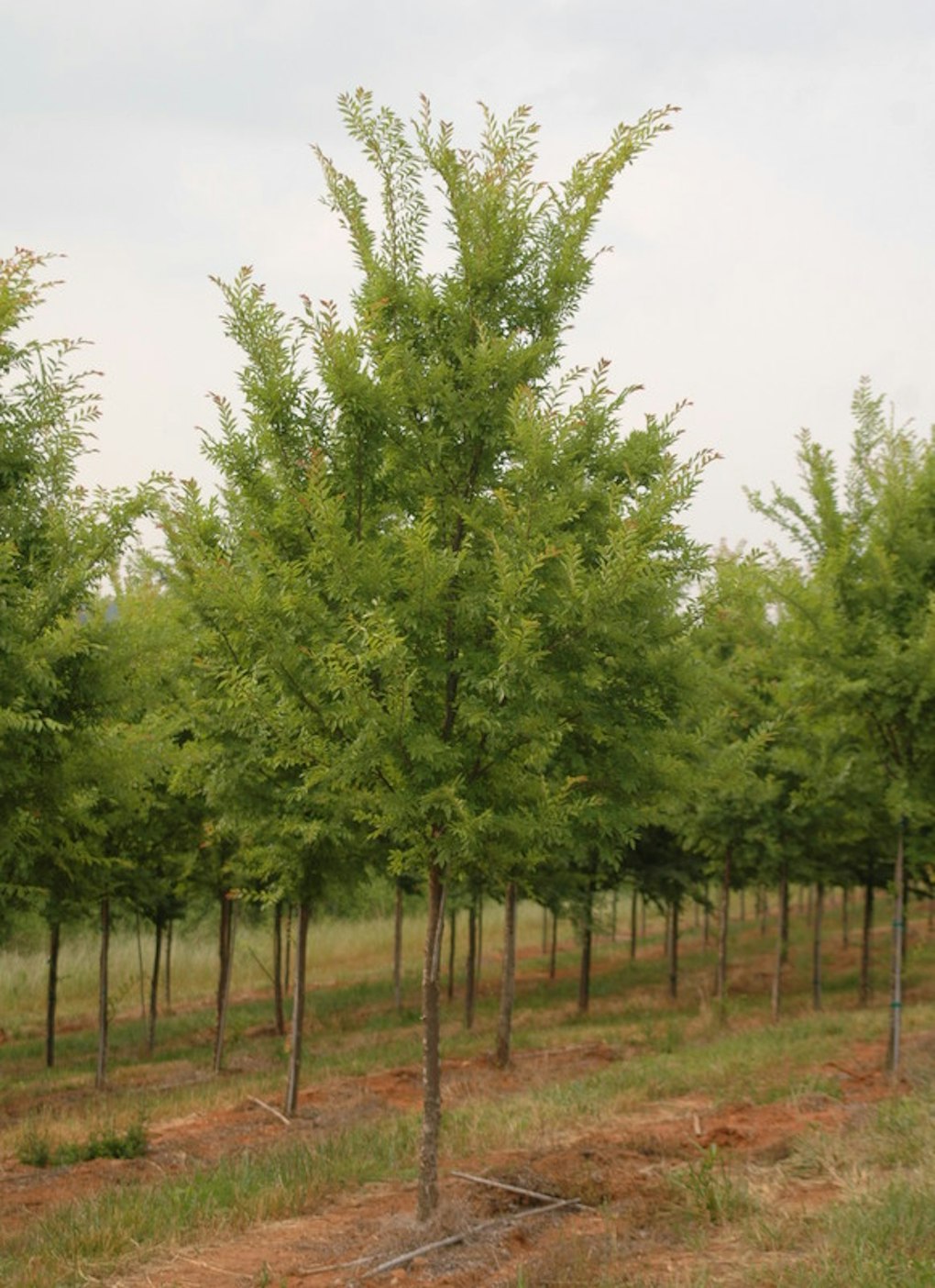 Allée Elm Shade Trees | McMakin Farms