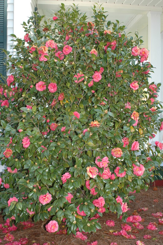 Cleopatra, 'Autumn Rocket', 'Maiden's Blush', 'Kanjiro