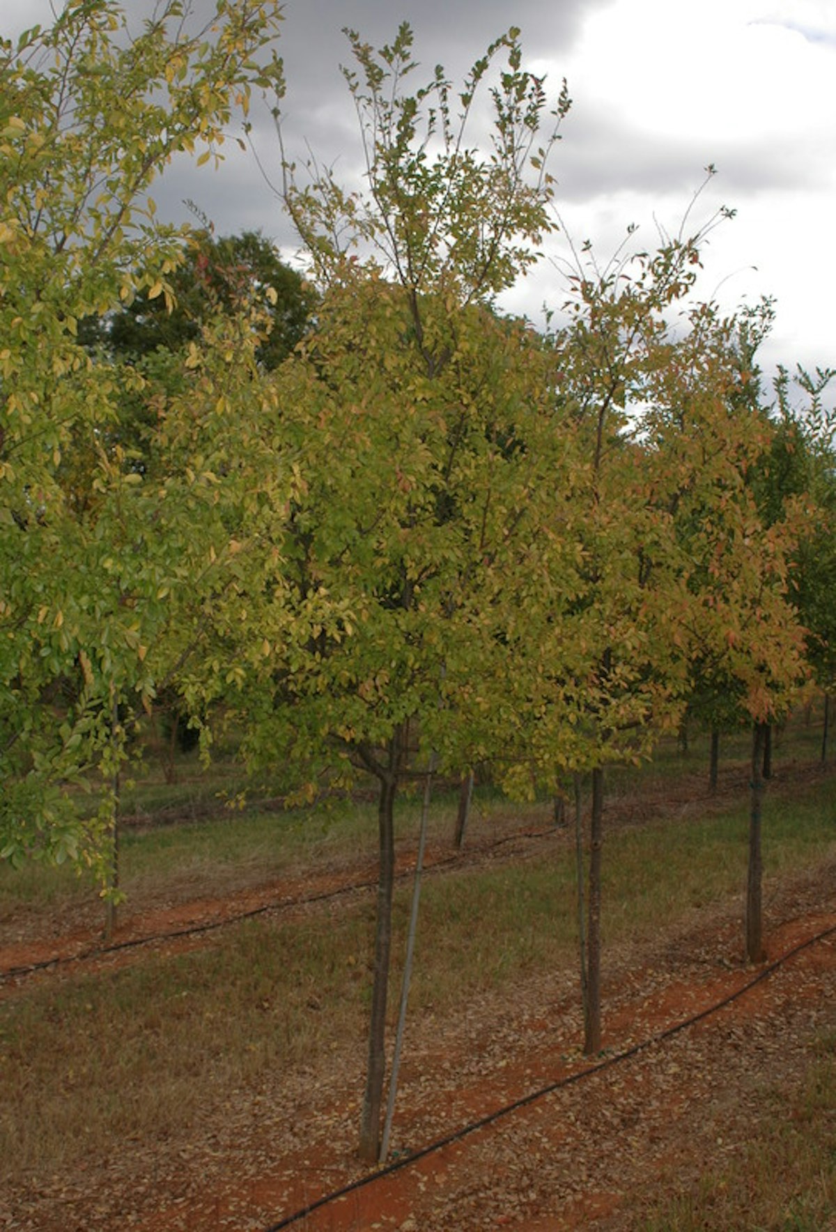 Chinese Elm Seedling Shade Trees McMakin Farms