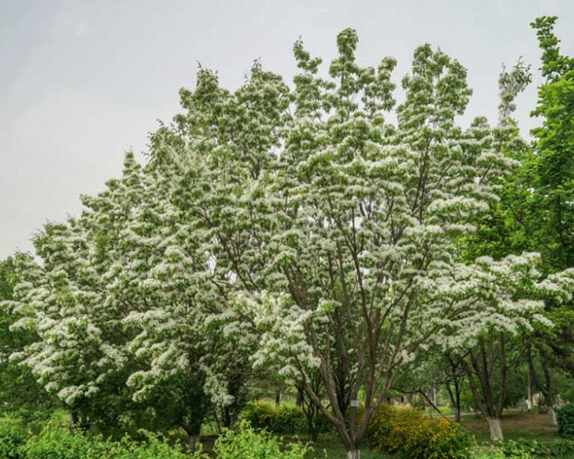 Chinese Fringe Tree Flowering Ornamentals McMakin Farms