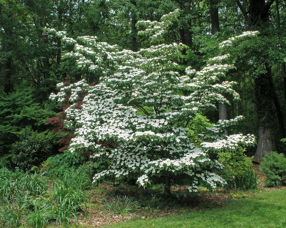 Constellation® Dogwood Flowering Ornamentals | McMakin Farms