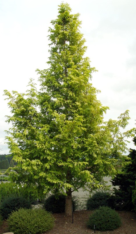larix taxodium metasequoia