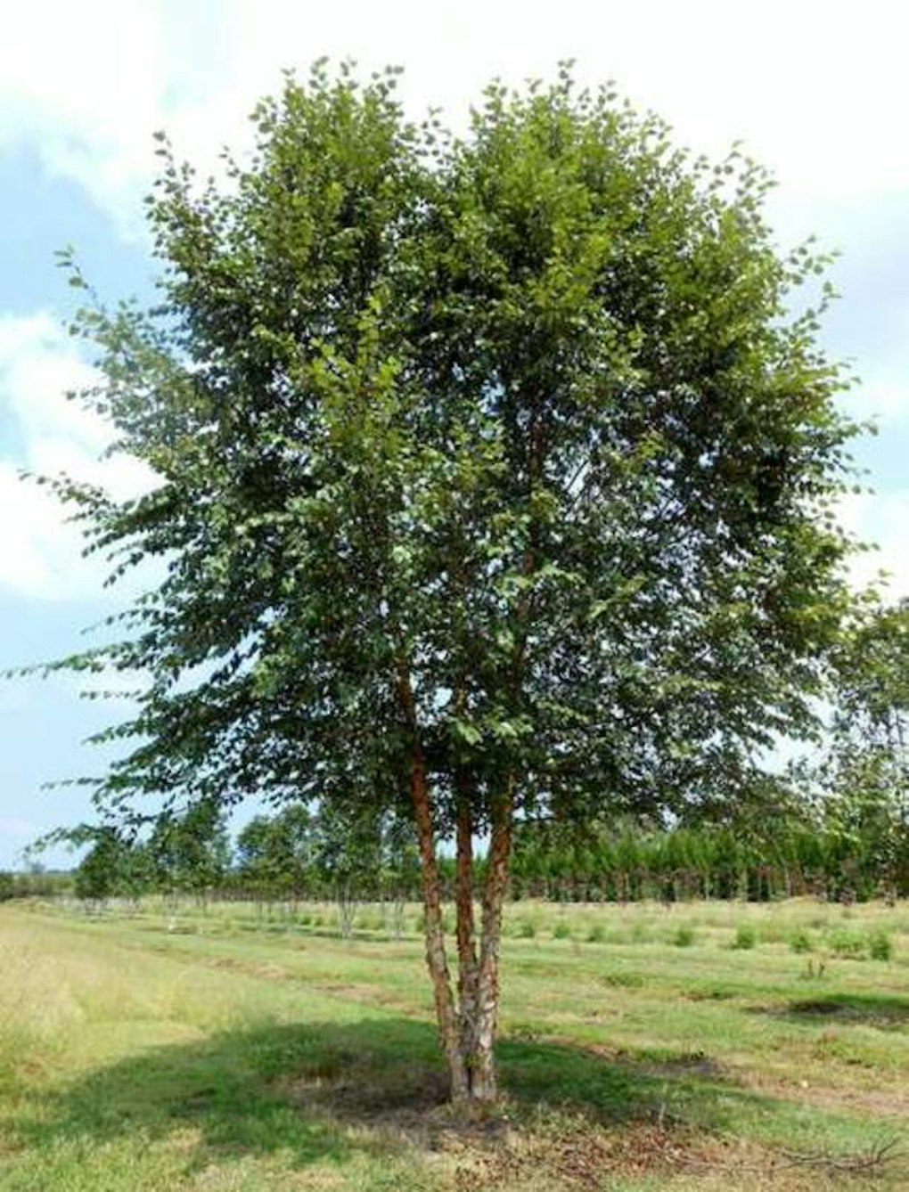 DuraHeat™ Shade Trees McMakin Farms