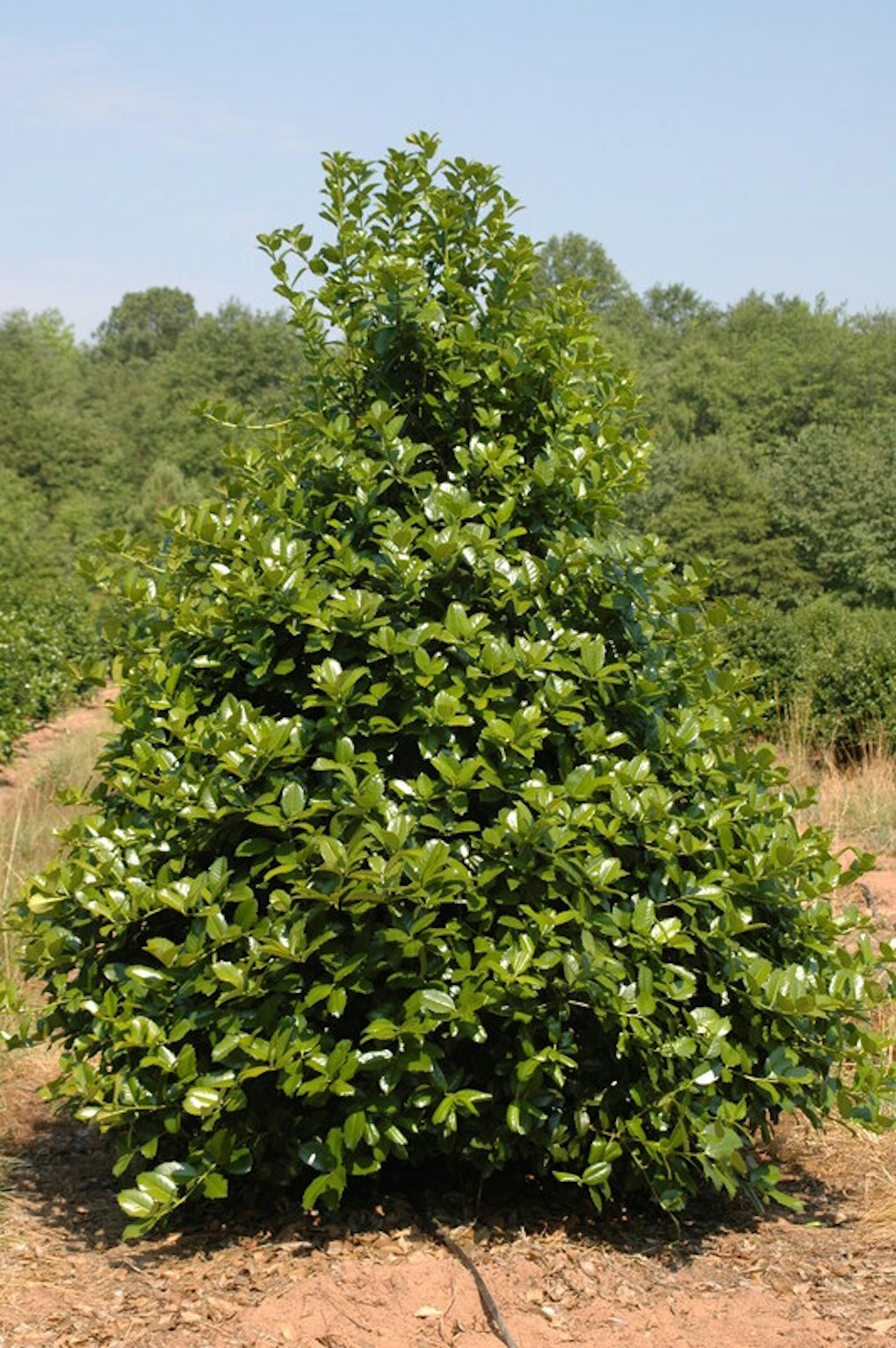 'Emily Bruner' Evergreens | McMakin Farms