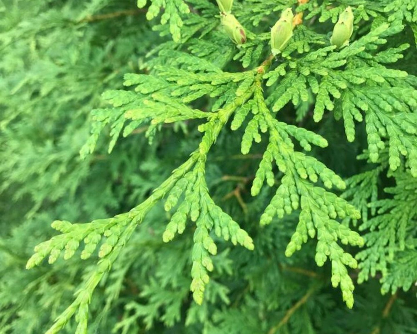 Green Giant' Arborvitae Evergreens | McMakin Farms