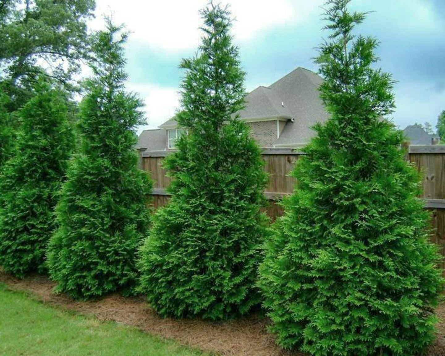 Green Giant' Arborvitae Evergreens McMakin Farms