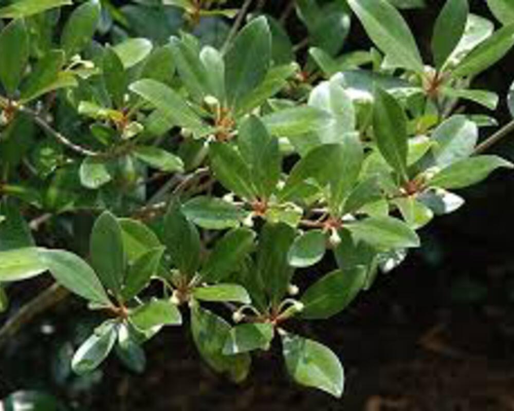 Camellia sasanqua | Evergreens | McMakin Farms