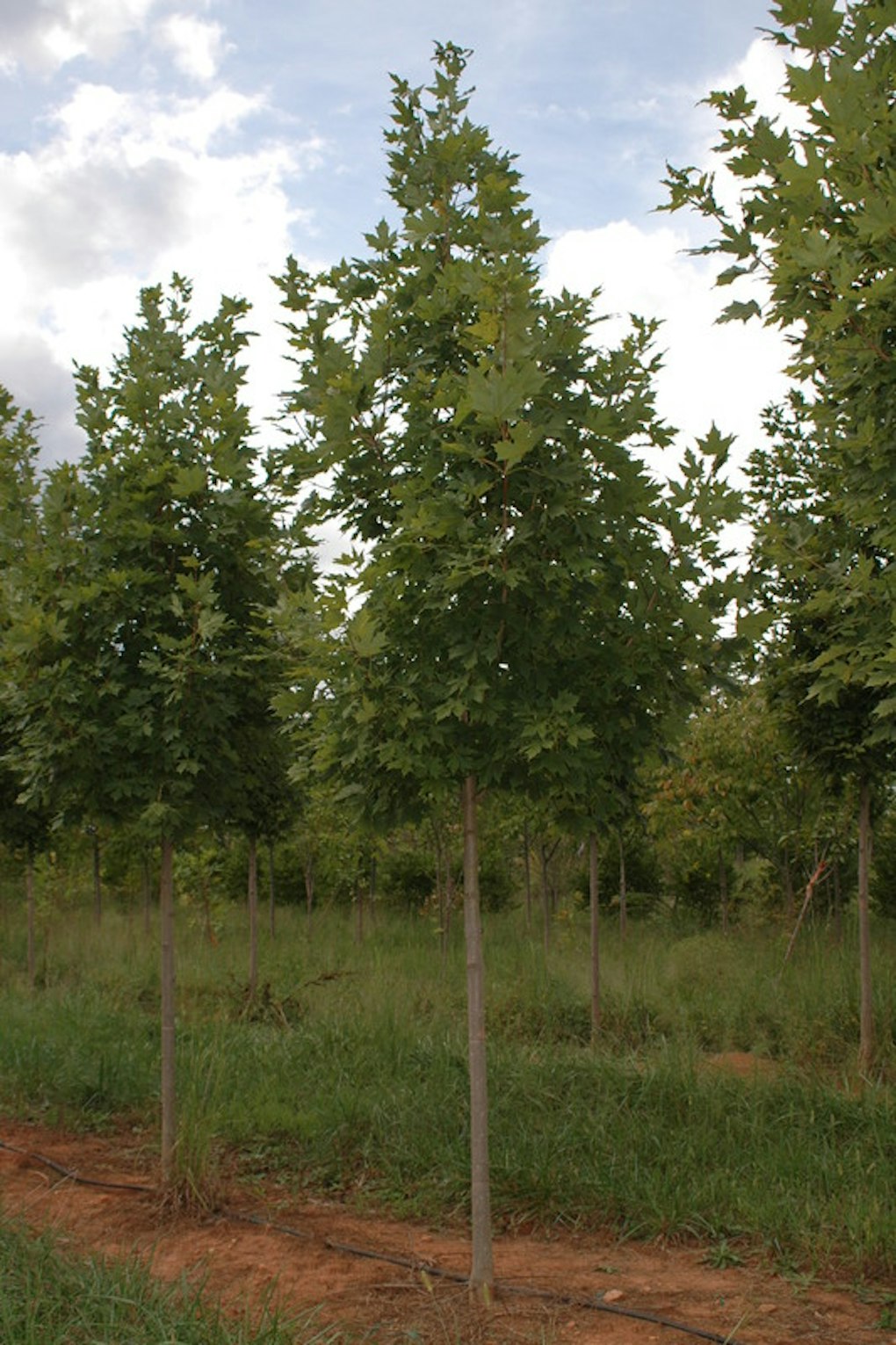 'Legacy' Sugar Maple Shade Trees McMakin Farms