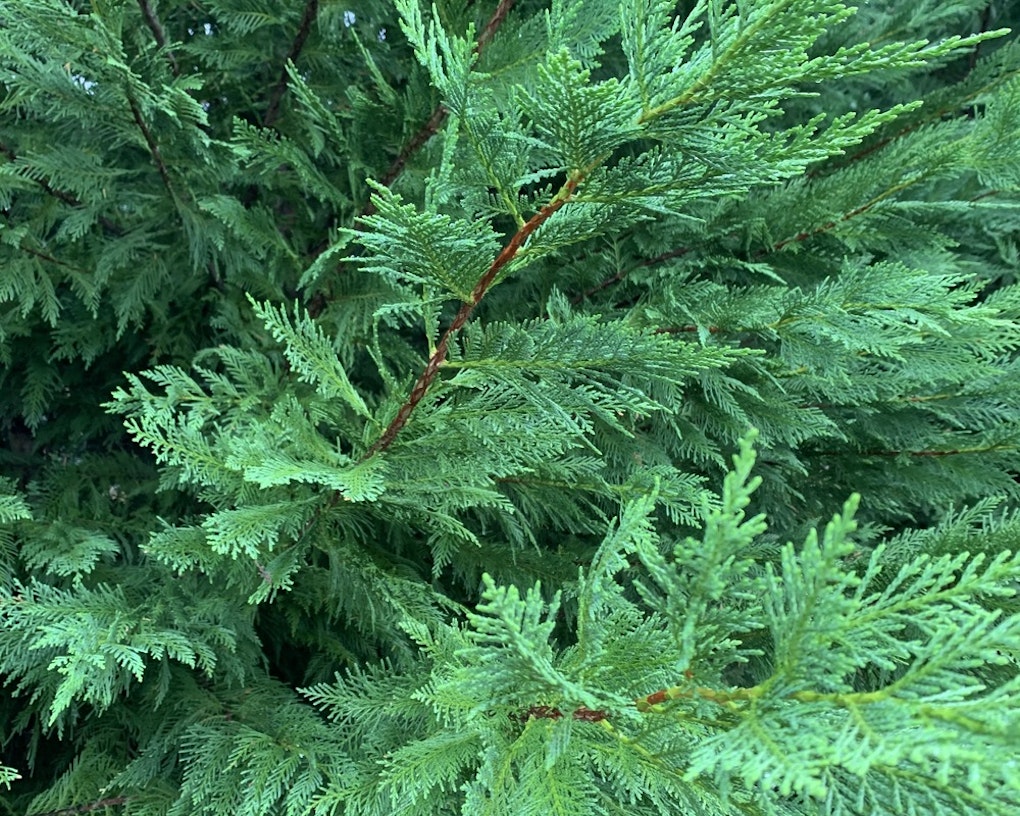 Brodie' Red Cedar Evergreens McMakin Farms