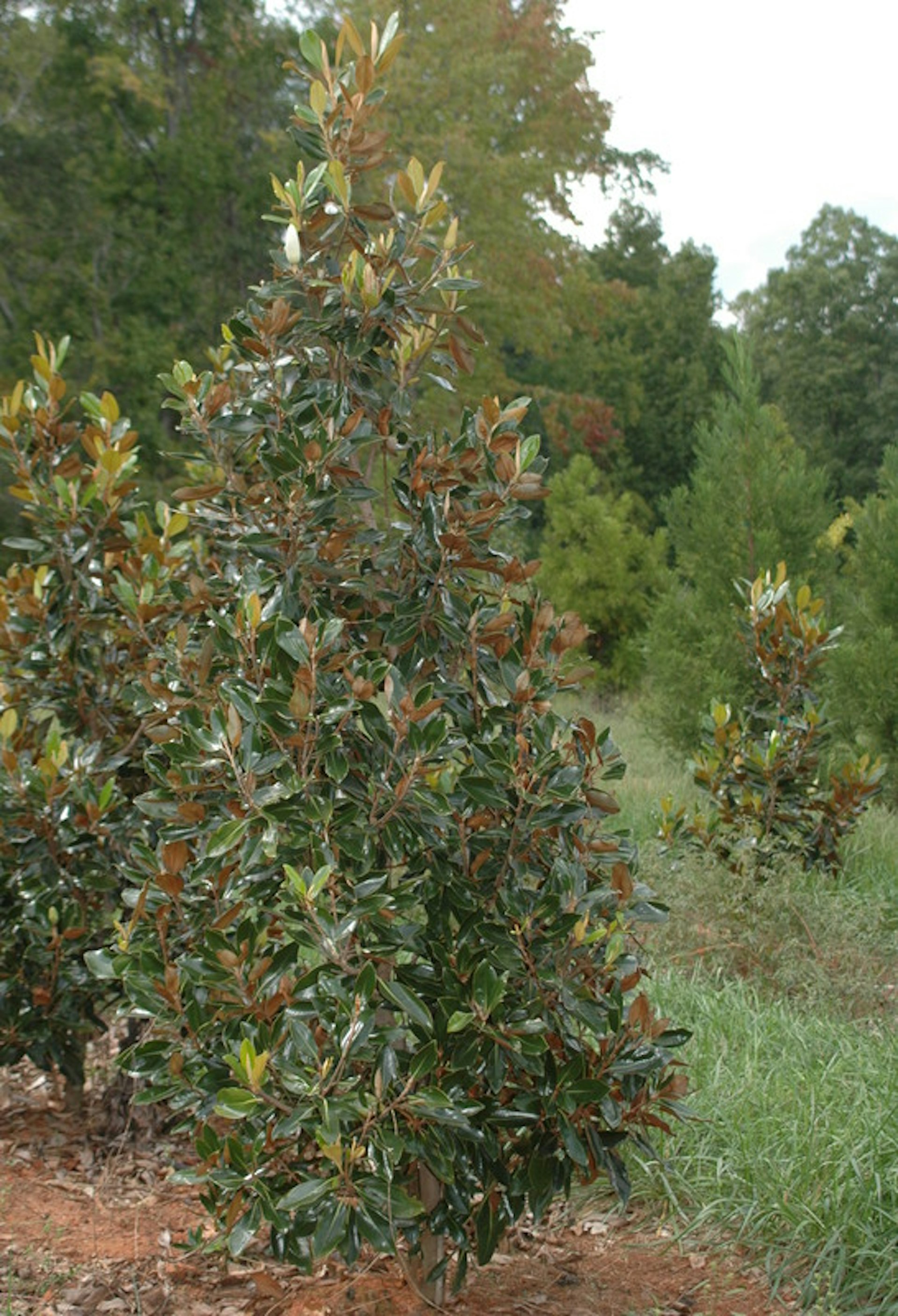 Little Gem Evergreens McMakin Farms
