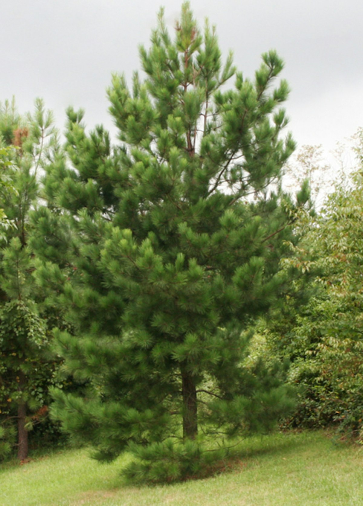 Loblolly Pine Evergreens McMakin Farms