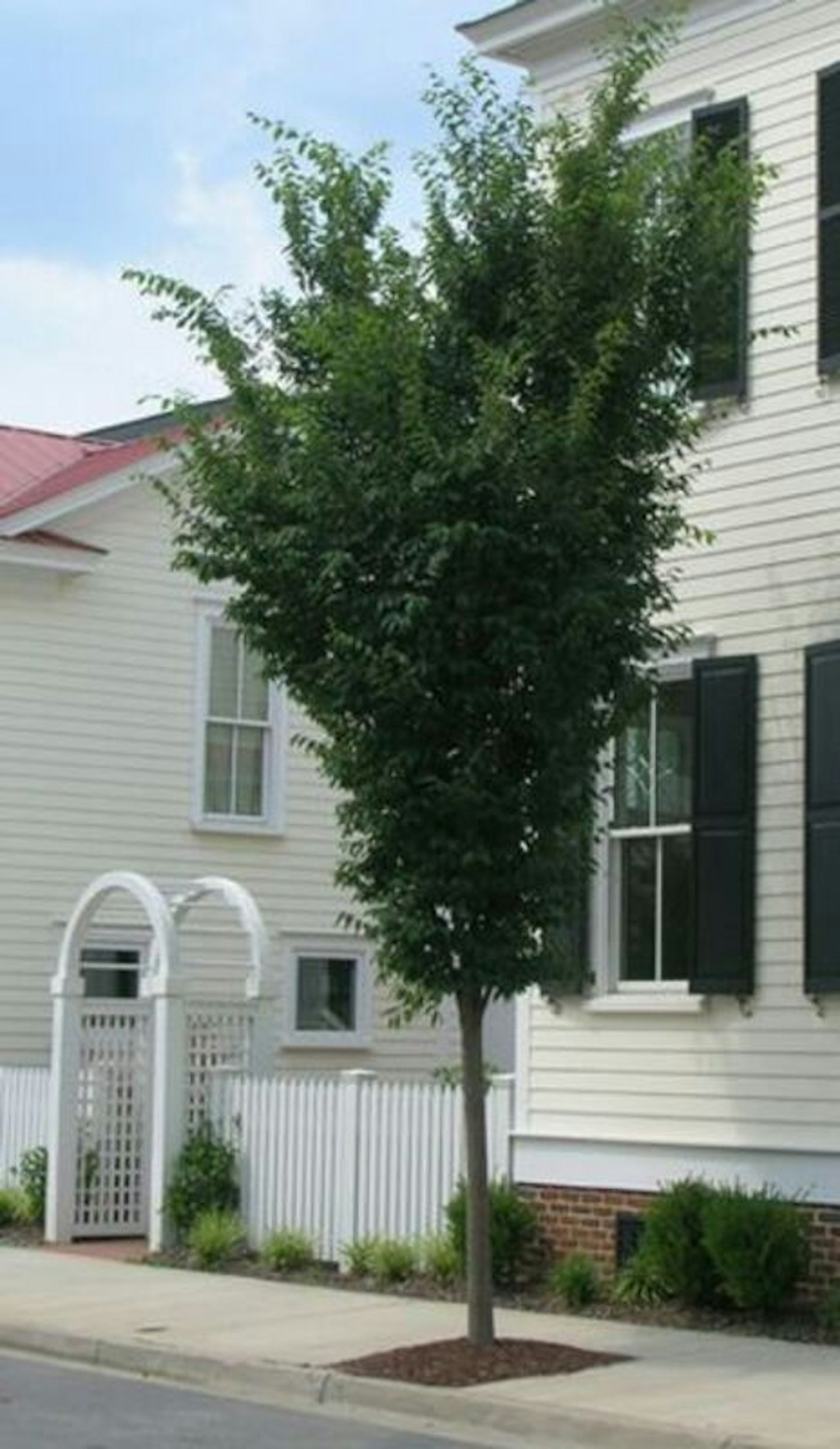 Musashino Shade Trees McMakin Farms