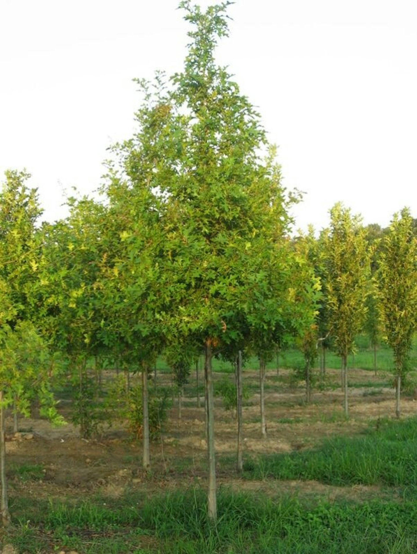 Nuttall Oak Shade Trees McMakin Farms