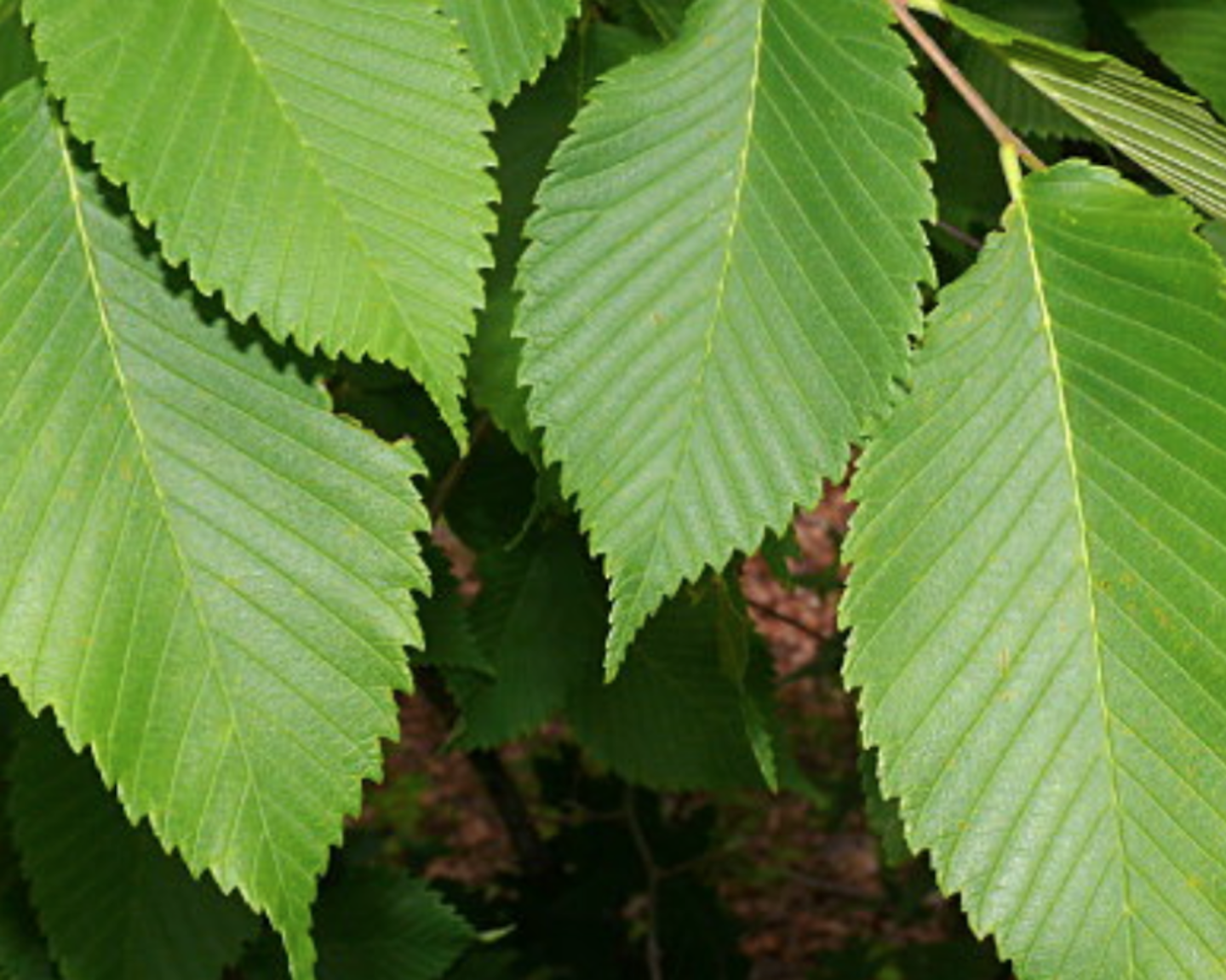 Everclear® Lacebark Elm Shade Trees | McMakin Farms