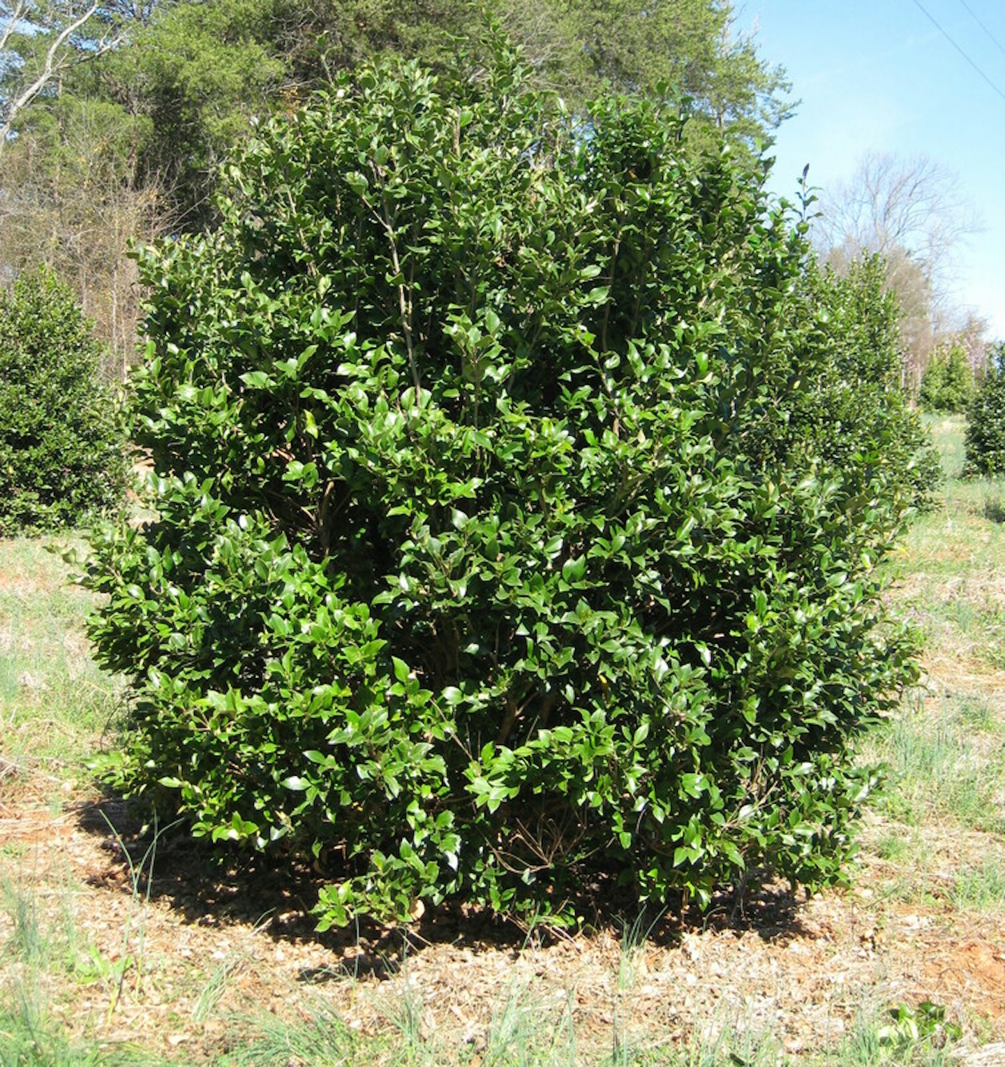 'recurvifolium' Flowering Ornamentals 