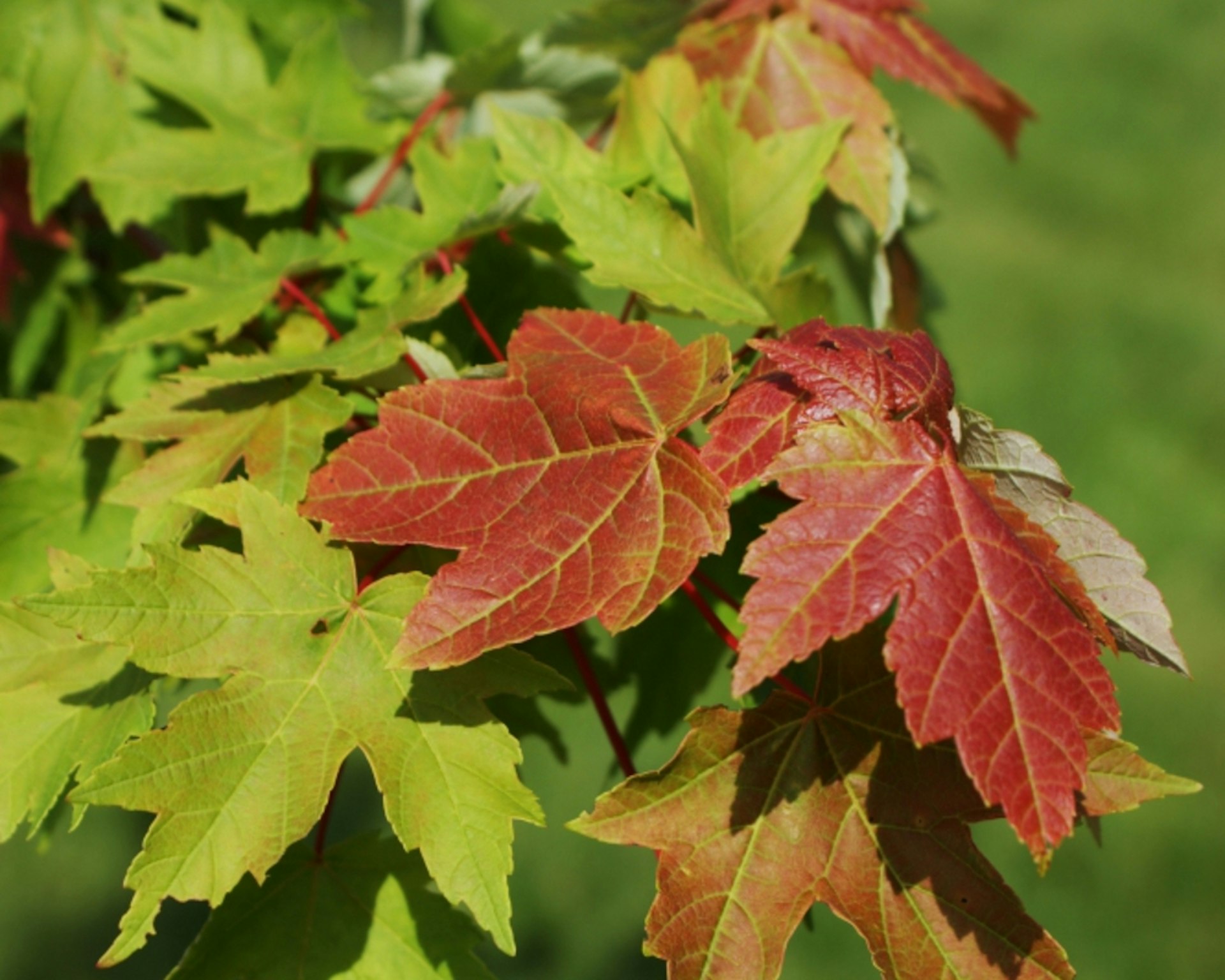 Redpointe® Shade Trees | McMakin Farms