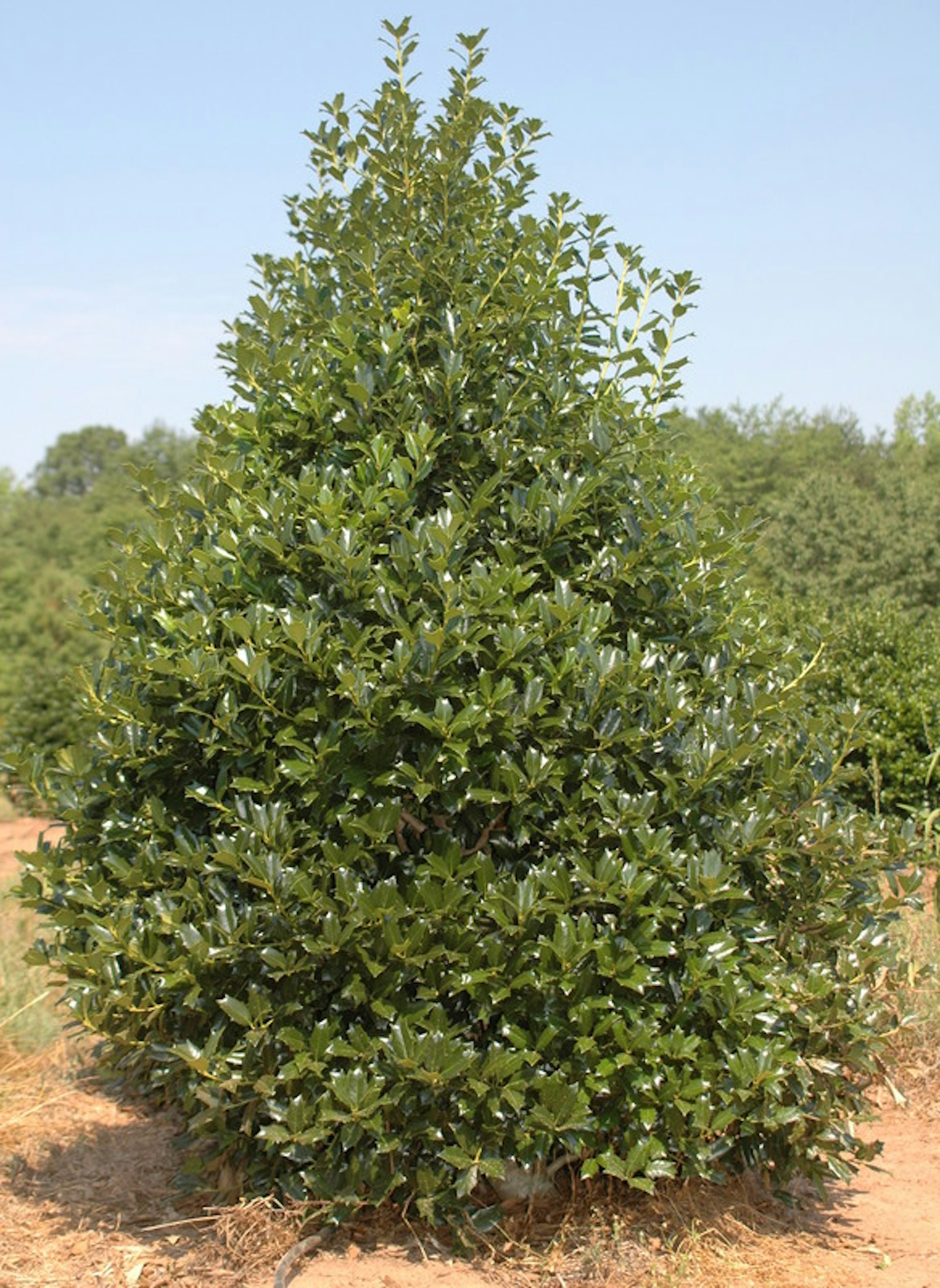 Robin™ Evergreens | McMakin Farms