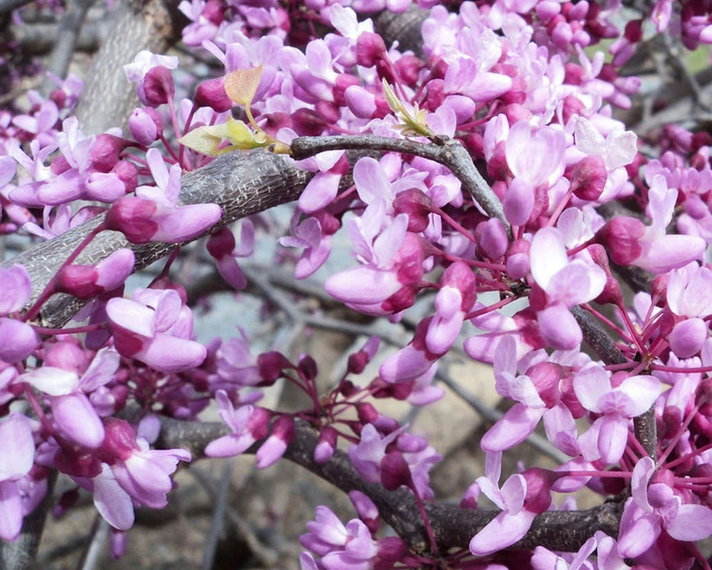 'Ruby Falls' Redbud Flowering Ornamentals McMakin Farms