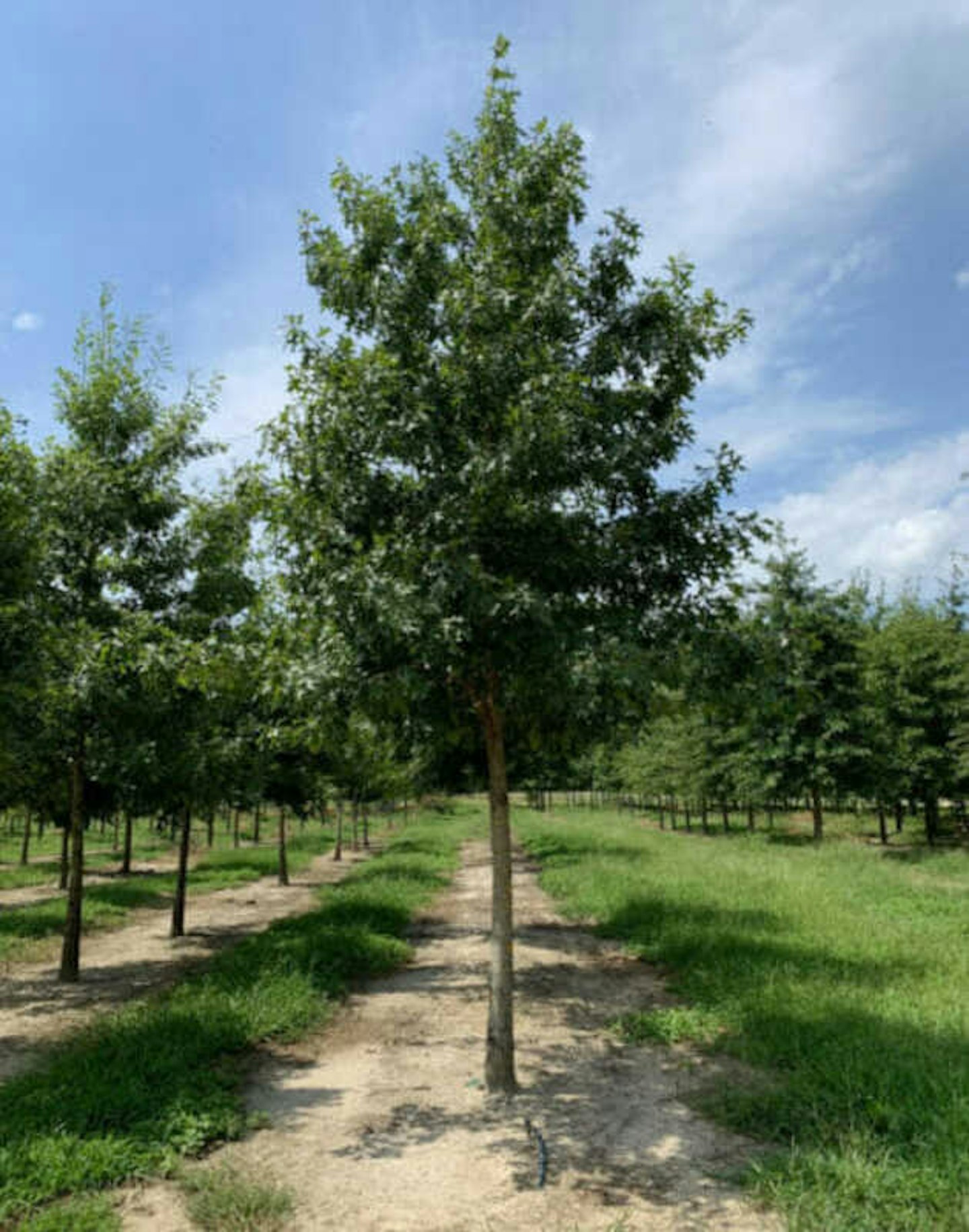 Shumard Oak Shade Trees McMakin Farms