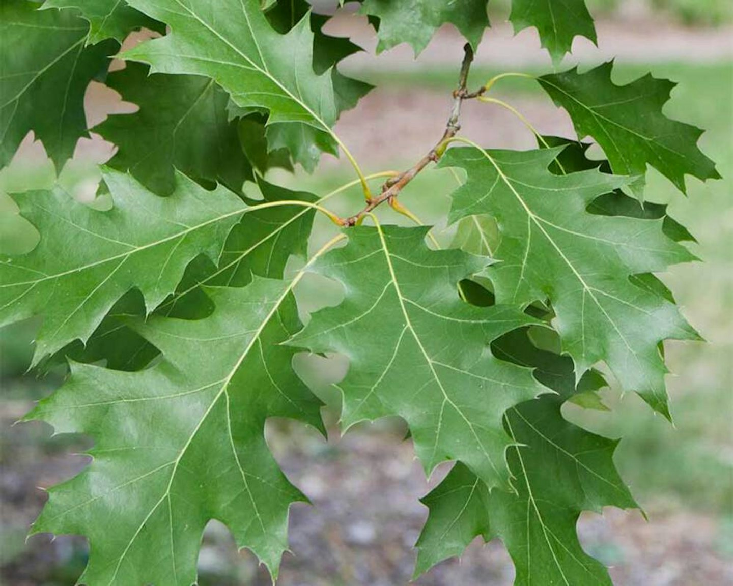 Overcup Oak Shade Trees McMakin Farms