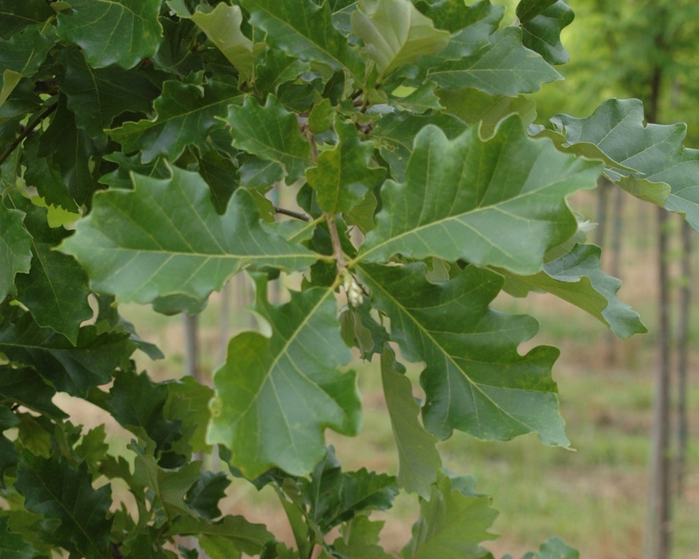 Swamp White Oak Shade Trees 