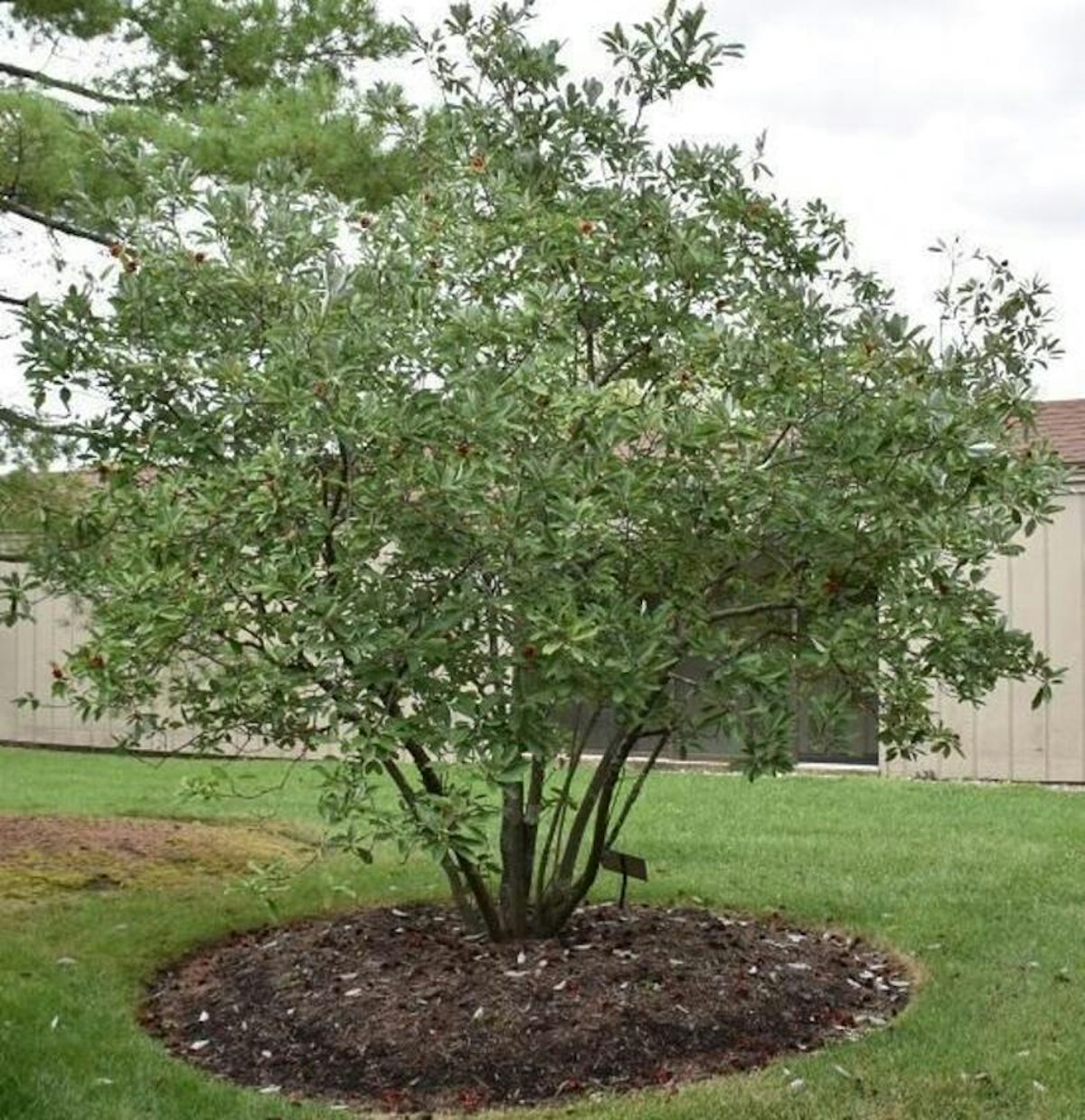 Sweetbay Magnolia Evergreens McMakin Farms