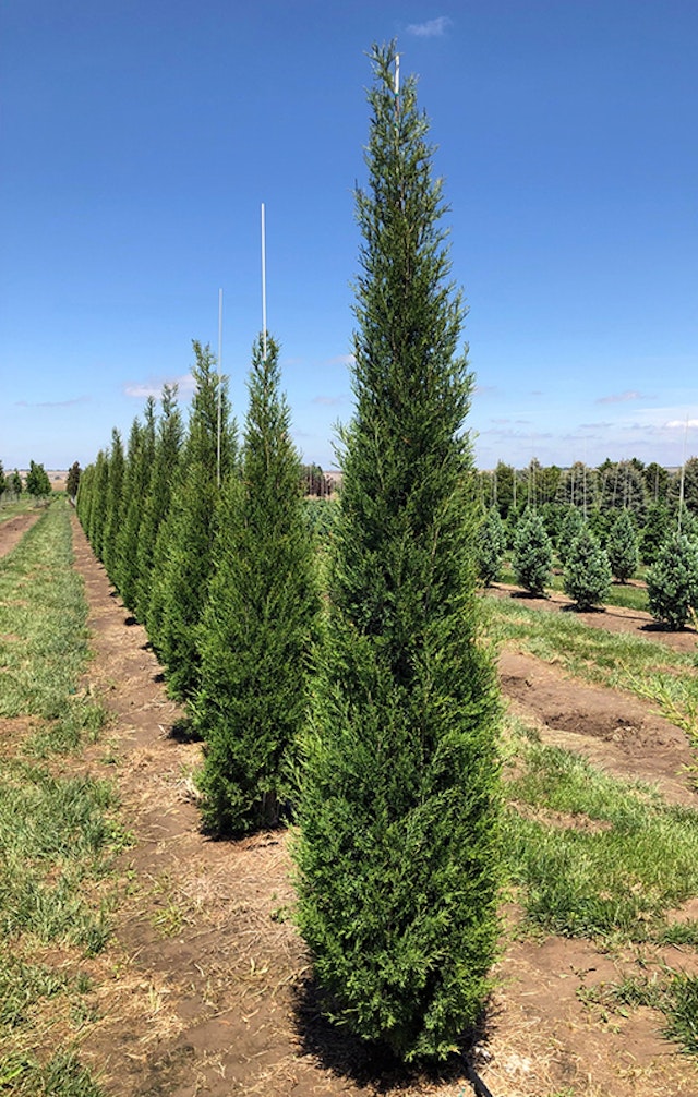 Taylor Juniper Evergreens | McMakin Farms