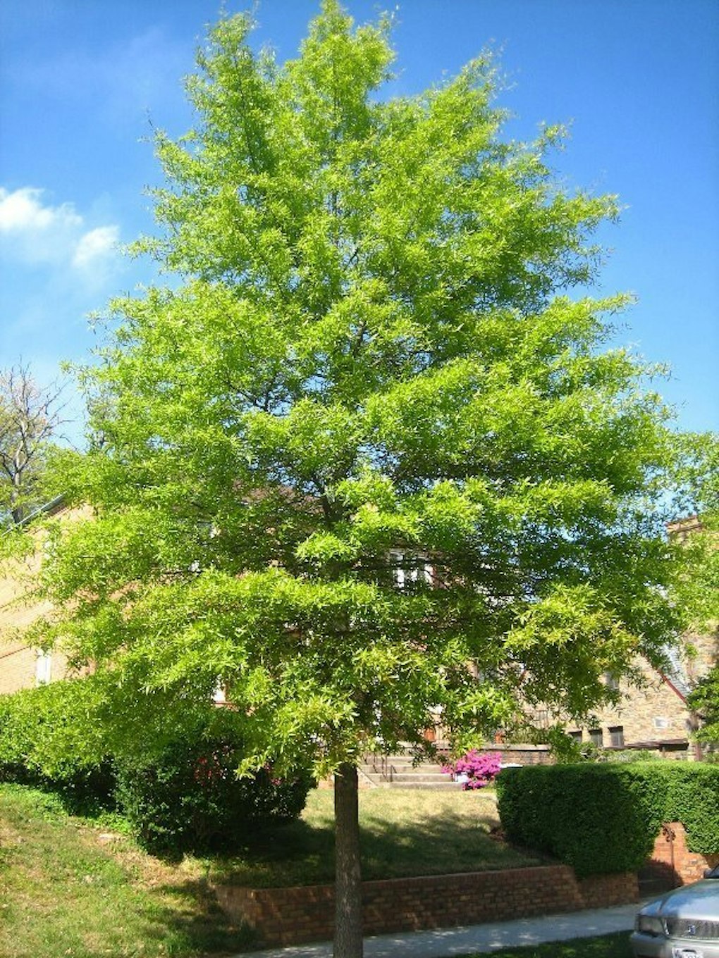 Willow Oak Shade Trees McMakin Farms