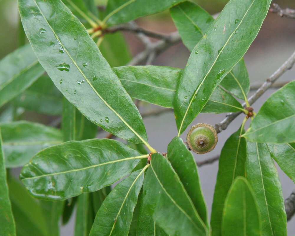 Quercus phellos
